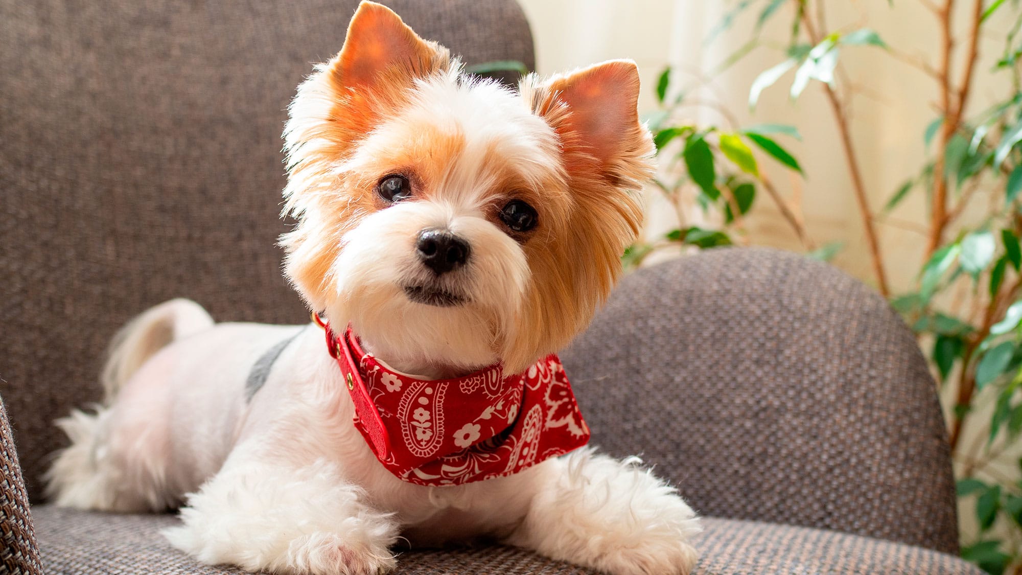 Cachorros pequenos: 11 raças ideais para apartamentos e casas